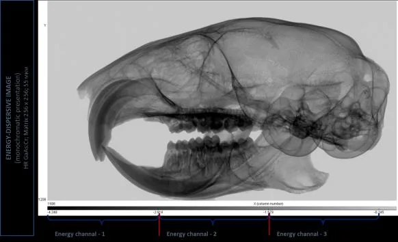 Skull image split into energy channels